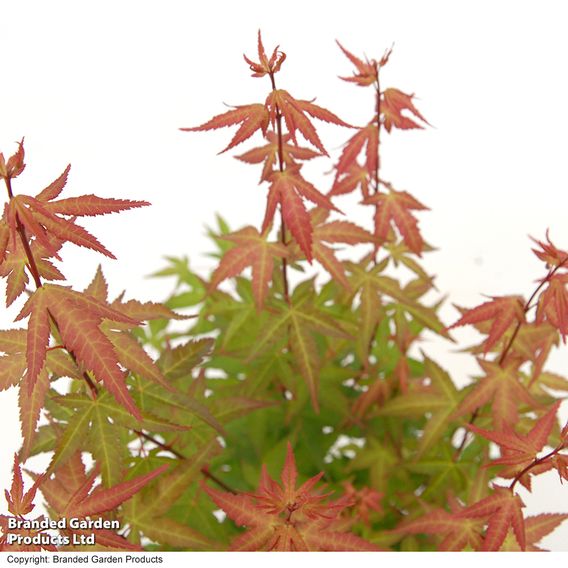 Acer palmatum 'Redwine'