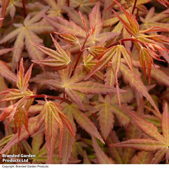 Acer palmatum 'Redwine'