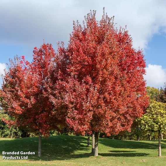 Acer palmatum var. dissectum 'Rubrum' (Mature Tree)