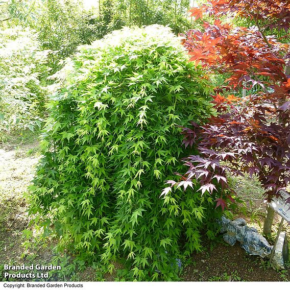 Acer palmatum 'Ryusen'