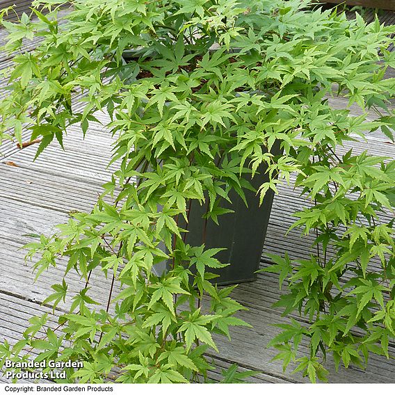 Acer palmatum 'Ryusen'