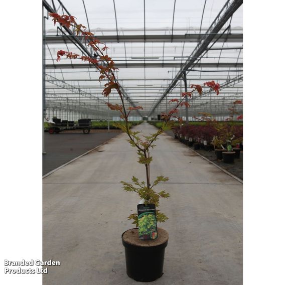 Acer shirasawanum 'Autumn Moon'
