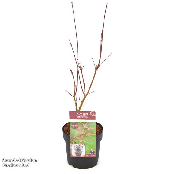 Acer palmatum 'Sumi-nagashi'