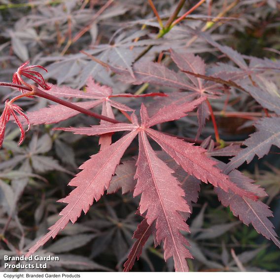 Acer palmatum 'Sumi-nagashi'