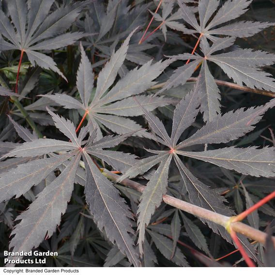 Acer palmatum 'Sumi-nagashi'