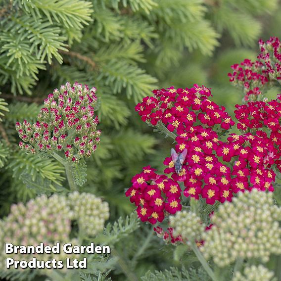 Achillea millefolium 'Cerise Queen'