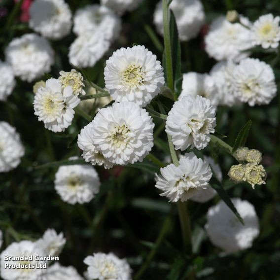 Achillea ptarmica 'Peter Cottontail'