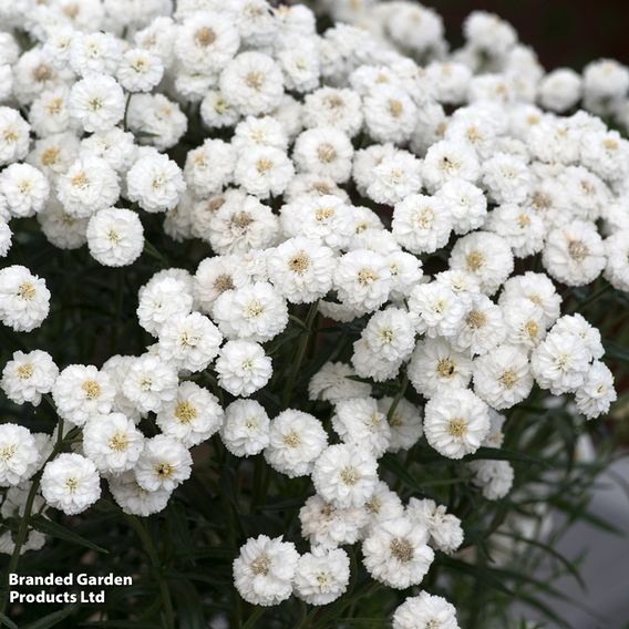 Achillea ptarmica 'Peter Cottontail'