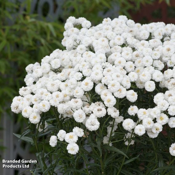Achillea ptarmica 'Peter Cottontail'