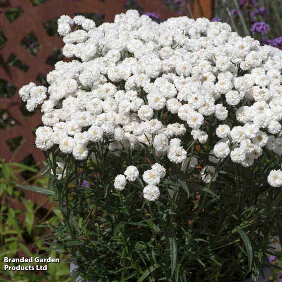 Achillea ptarmica 'Peter Cottontail'
