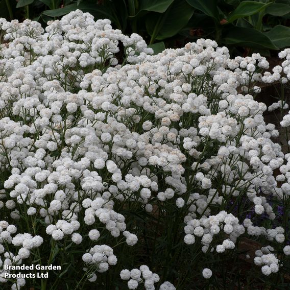 Achillea ptarmica 'Peter Cottontail'