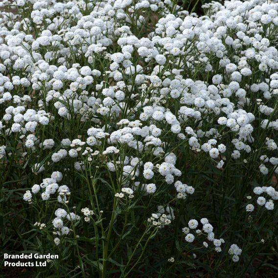 Achillea ptarmica 'Peter Cottontail'