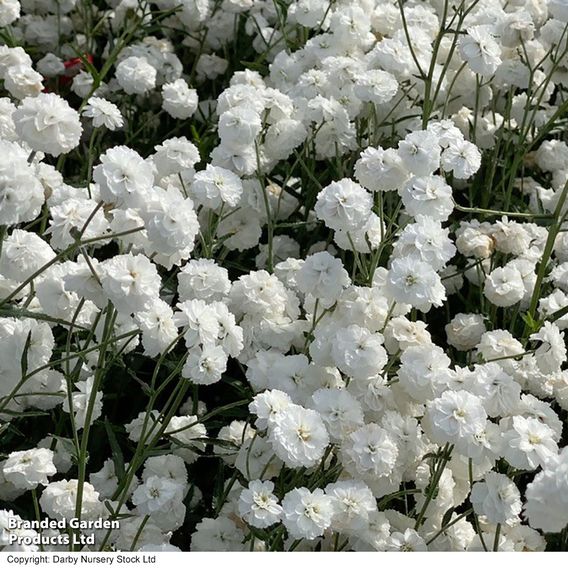 Achillea ptarmica 'Peter Cottontail'