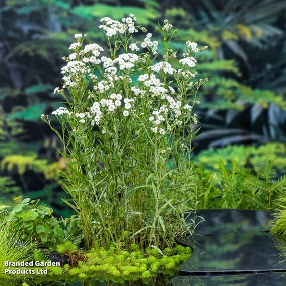 Achillea ptarmica (Marginal Aquatic)