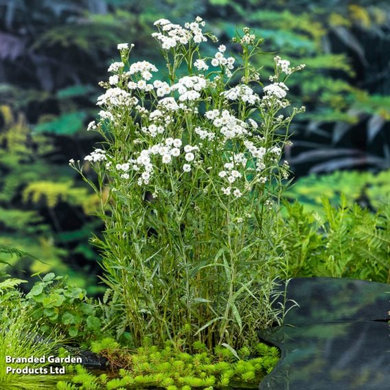 Achillea ptarmica (Marginal Aquatic)