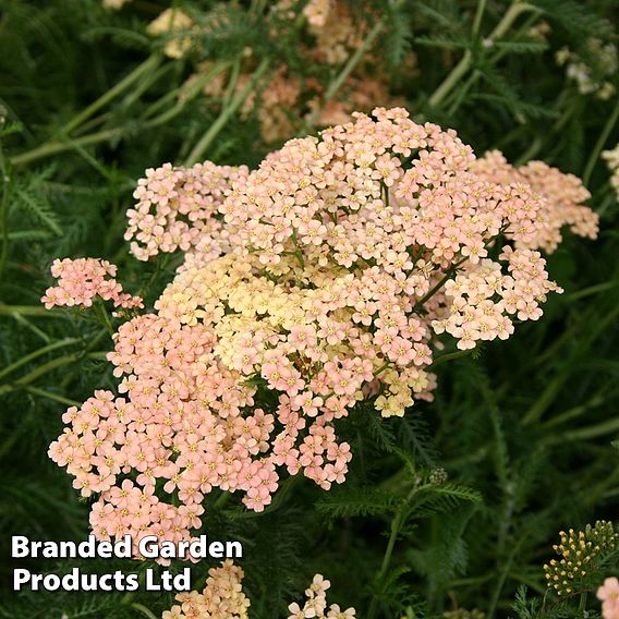 Achillea millefolium 'Salmon Beauty'
