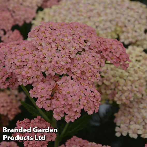 Achillea millefolium 'Salmon Beauty'