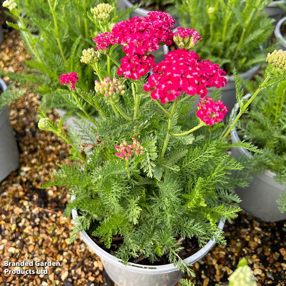 Achillea millefolium 'Saucy Seduction'