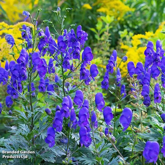 Aconitum 'Newry Blue'