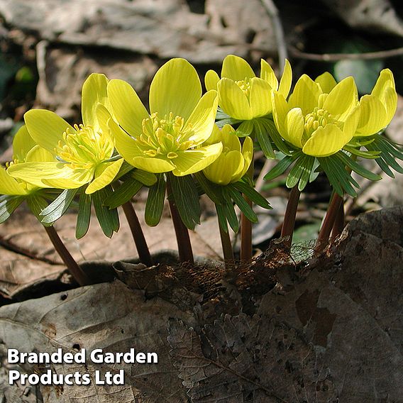 Aconite (Winter Flowering)