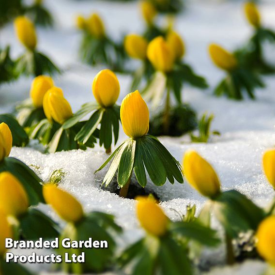 Aconite (Winter Flowering)