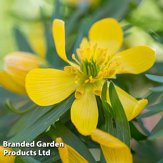 Aconite (Winter Flowering)