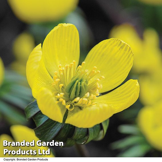 Aconite (Winter Flowering)