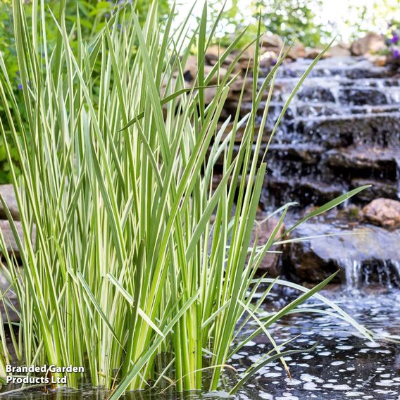 Acorus calamus 'Variegata' (Marginal Aquatic)