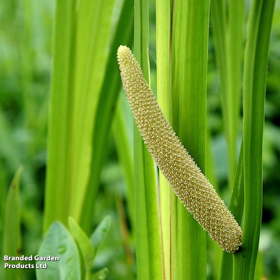 Acorus calamus (Marginal Aquatic)