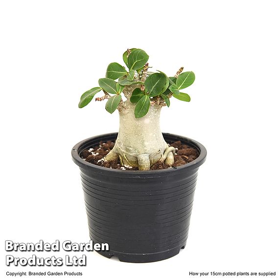 Adenium 'Ansu Baobab'