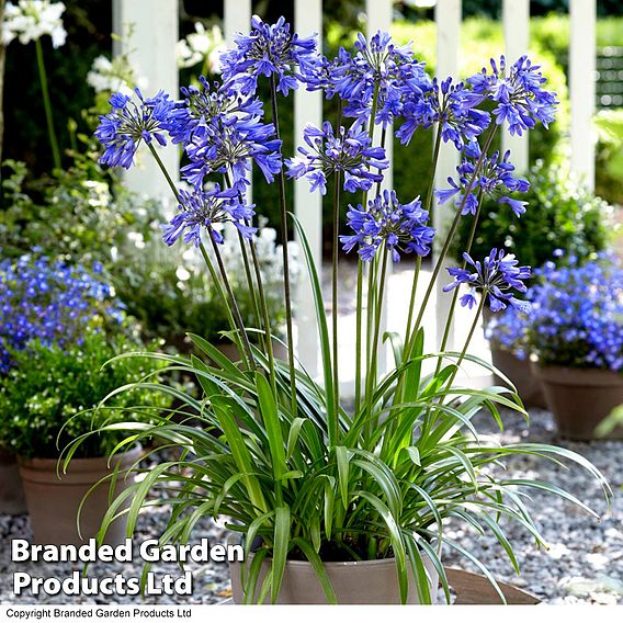 Agapanthus Blue & White Collection