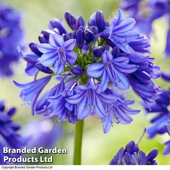 Agapanthus Blue & White Collection