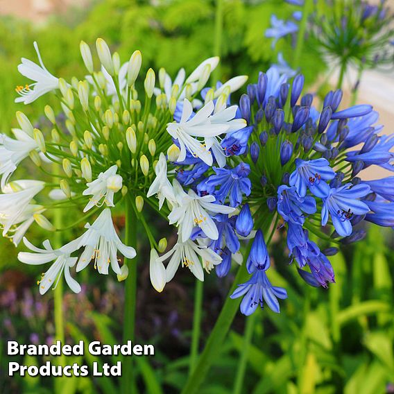 Agapanthus Blue & White Collection