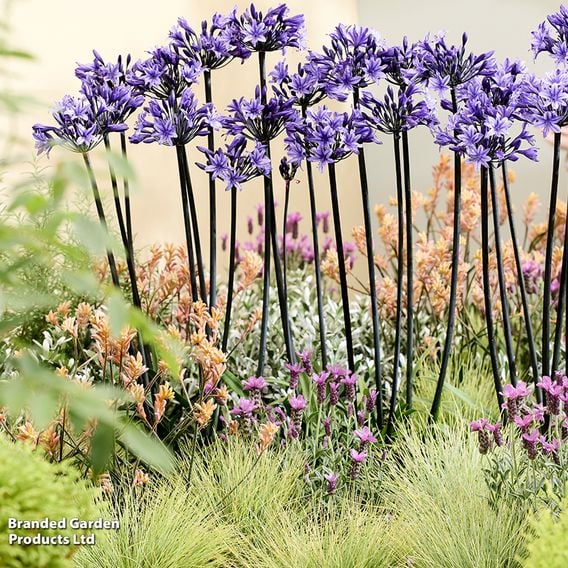 Agapanthus 'Black Arrow'