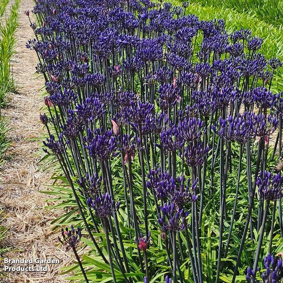 Agapanthus 'Black Arrow'