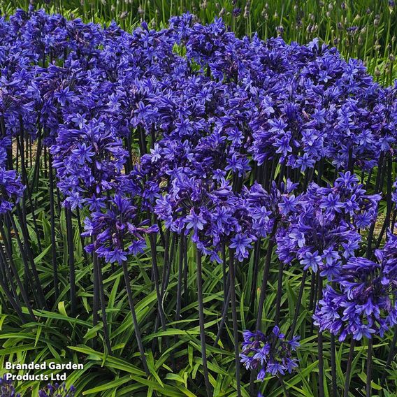 Agapanthus 'Black Arrow'