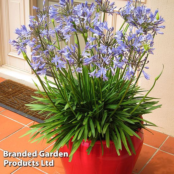 Agapanthus 'Bluestorm'