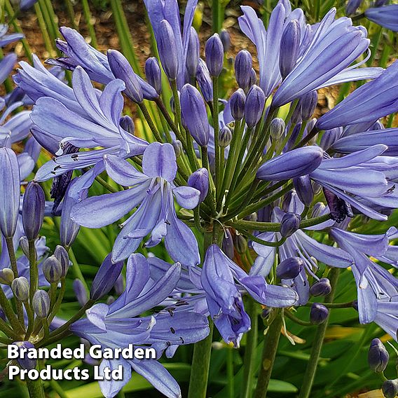 Agapanthus 'Bluestorm'