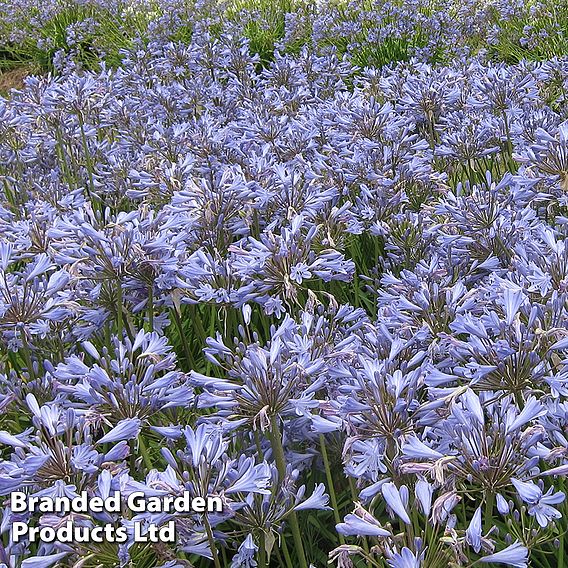 Agapanthus 'Bluestorm'