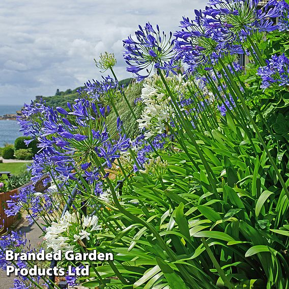 Summer Plant Collection