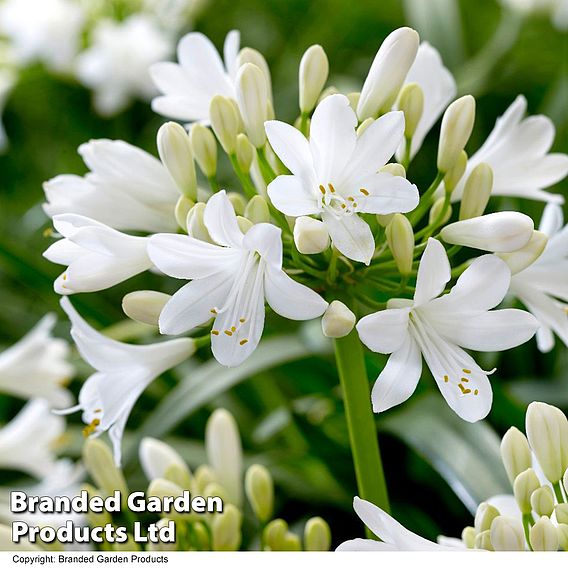 Agapanthus 'Polar Ice'