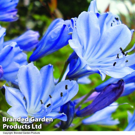 Agapanthus 'Queen Of The Ocean'