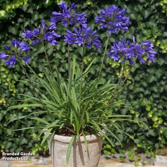 Agapanthus 'Brilliant Blue'