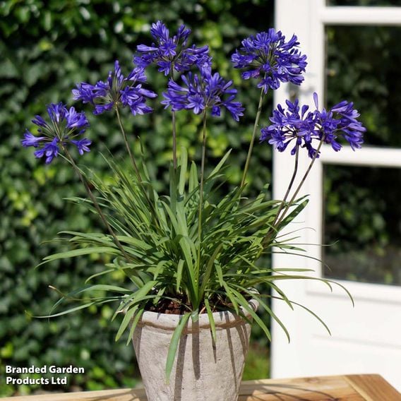 Agapanthus 'Brilliant Blue'