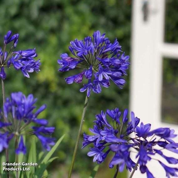 Agapanthus 'Brilliant Blue'