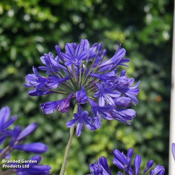 Agapanthus 'Brilliant Blue'