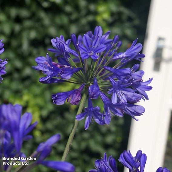 Agapanthus 'Brilliant Blue'