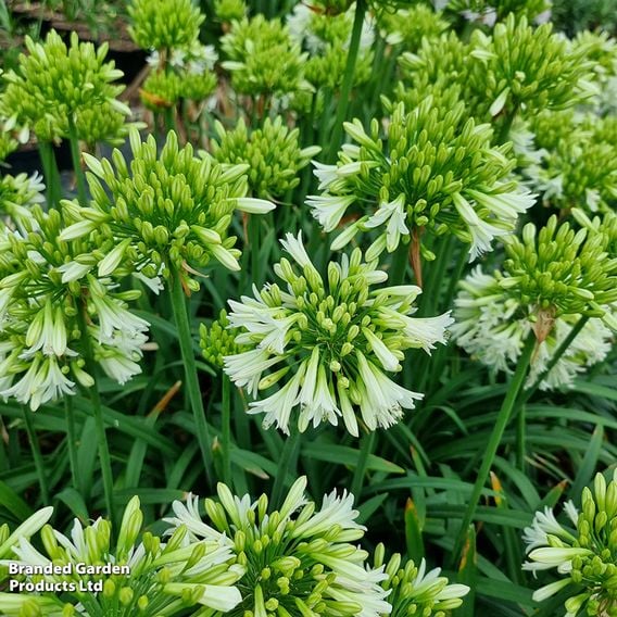 Agapanthus 'Emerald Ice'