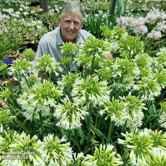Agapanthus 'Emerald Ice'