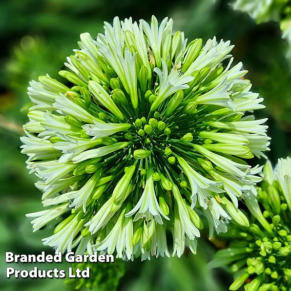Agapanthus 'Emerald Ice'